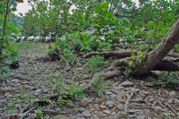 皮埃蒙特 / 中央阿巴拉契亚梧桐 - 河桦林地 - CEGL 003896 皮埃蒙特 / 中央阿巴拉契亚梧桐 - 河桦林地 - CEGL 003896