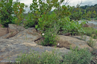 皮埃蒙特 / 中央阿巴拉契亚梧桐 - 河桦林地 - CEGL 003896 皮埃蒙特 / 中央阿巴拉契亚梧桐 - 河桦林地 - CEGL 003896