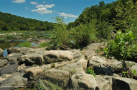 皮埃蒙特 / 中央阿巴拉契亚梧桐 - 河桦林地 - CEGL 003896 皮埃蒙特 / 中央阿巴拉契亚梧桐 - 河桦林地 - CEGL 003896