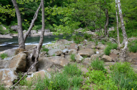 皮埃蒙特 / 中央阿巴拉契亚梧桐 - 河桦林地 - CEGL 003896 皮埃蒙特 / 中央阿巴拉契亚梧桐 - 河桦林地 - CEGL 003896