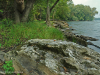 皮埃蒙特 / 中央阿巴拉契亚基岩洪泛平原冲刷林地 – CEGL 006476 皮埃蒙特 / 中央阿巴拉契亚基岩洪泛平原冲刷林地 – CEGL 006476