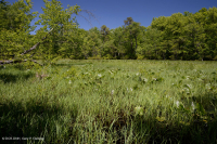 阿巴拉契亚山脉中部池塘(Buttonbush - 三路莎草类型)- CEGL 003746 阿巴拉契亚山脉中部池塘(Buttonbush - 三路莎草类型)- CEGL 003746