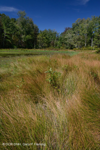 阿巴拉契亚山脉中部池塘(水杨酸灌木 - 三路莎草类型)– CEGL 003746 阿巴拉契亚山脉中部池塘(水杨酸灌木 - 三路莎草类型)– CEGL 003746
