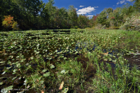 阿巴拉契亚山脉中部池塘(水杨酸灌木 - 三路莎草类型)– CEGL 003746 阿巴拉契亚山脉中部池塘(水杨酸灌木 - 三路莎草类型)– CEGL 003746
