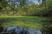 阿巴拉契亚山脉中部池塘(水杨酸灌木 - 三路莎草类型)– CEGL 003746 阿巴拉契亚山脉中部池塘(水杨酸灌木 - 三路莎草类型)– CEGL 003746