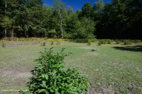 谢南多厄河谷落水池(典型类型) – CEGL 007858 谢南多厄河谷落水池(典型类型) – CEGL 007858