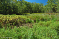 阿巴拉契亚山脉中部池塘(水杨酸灌木 - 三路莎草类型)– CEGL 003746 阿巴拉契亚山脉中部池塘(水杨酸灌木 - 三路莎草类型)– CEGL 003746