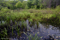 阿巴拉契亚山脉中部池塘(水杨酸灌木 - 三路莎草类型)– CEGL 003746 阿巴拉契亚山脉中部池塘(水杨酸灌木 - 三路莎草类型)– CEGL 003746