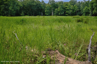 谢南多厄河谷落水池(典型类型) – CEGL 007858 谢南多厄河谷落水池(典型类型) – CEGL 007858