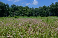 阿巴拉契亚山脉中部池塘(水杨酸灌木 - 三路莎草类型)– CEGL 003746 阿巴拉契亚山脉中部池塘(水杨酸灌木 - 三路莎草类型)– CEGL 003746