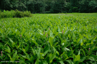 阿巴拉契亚山脉中部池塘(水杨酸灌木 - 三路莎草类型)– CEGL 003746 阿巴拉契亚山脉中部池塘(水杨酸灌木 - 三路莎草类型)– CEGL 003746