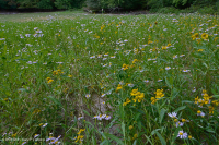 谢南多厄河谷落水池(典型类型) – CEGL 007858 谢南多厄河谷落水池(典型类型) – CEGL 007858