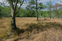 谢南多厄河谷天坑池(巴拉特莎草属) – CEGL 007857 谢南多厄河谷天坑池(巴拉特莎草属) – CEGL 007857