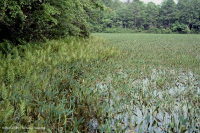 谢南多厄河谷落水池(金棍类型) – CEGL 007859 谢南多厄河谷落水池(金棍类型) – CEGL 007859