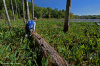 谢南多厄河谷落水池(金棍类型) – CEGL 007859 谢南多厄河谷落水池(金棍类型) – CEGL 007859