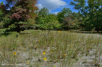 谢南多厄河谷落水池(典型类型) - CEGL 007858 谢南多厄河谷落水池(典型类型) - CEGL 007858