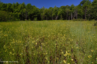 谢南多厄河谷落水池(典型类型) – CEGL 007858 谢南多厄河谷落水池(典型类型) – CEGL 007858