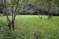 谢南多厄河谷落水池(典型类型) – CEGL 007858 谢南多厄河谷落水池(典型类型) – CEGL 007858