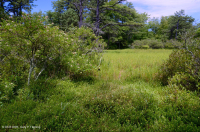 阿巴拉契亚山脉中部池塘(水杨酸灌木 - 三路莎草类型)– CEGL 003746 阿巴拉契亚山脉中部池塘(水杨酸灌木 - 三路莎草类型)– CEGL 003746