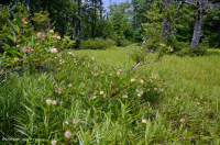 阿巴拉契亚山脉中部池塘(水杨酸灌木 - 三路莎草类型)– CEGL 003746 阿巴拉契亚山脉中部池塘(水杨酸灌木 - 三路莎草类型)– CEGL 003746