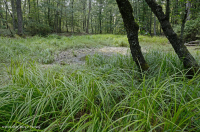 阿巴拉契亚山脉中部池塘(水杨酸灌木 - 三路莎草类型)– CEGL 003746 阿巴拉契亚山脉中部池塘(水杨酸灌木 - 三路莎草类型)– CEGL 003746
