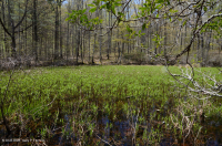 阿巴拉契亚山脉中部池塘(水杨酸灌木 - 三路莎草类型)– CEGL 003746 阿巴拉契亚山脉中部池塘(水杨酸灌木 - 三路莎草类型)– CEGL 003746