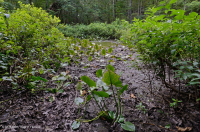 阿巴拉契亚山脉中部池塘(水杨酸灌木 - 三路莎草类型)– CEGL 003746 阿巴拉契亚山脉中部池塘(水杨酸灌木 - 三路莎草类型)– CEGL 003746