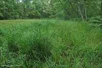 阿巴拉契亚山脉中部池塘(水杨酸灌木 - 三路莎草类型)– CEGL 003746 阿巴拉契亚山脉中部池塘(水杨酸灌木 - 三路莎草类型)– CEGL 003746