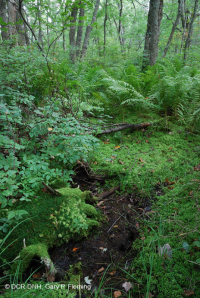 阿巴拉契亚中部洼地森林(高海拔类型) – CEGL 006132 阿巴拉契亚中部洼地森林(高海拔类型) – CEGL 006132