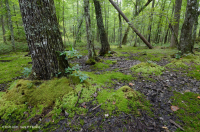 阿巴拉契亚中部洼地森林(高海拔类型) – CEGL 006132 阿巴拉契亚中部洼地森林(高海拔类型) – CEGL 006132