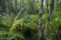 阿巴拉契亚中部洼地森林(高海拔类型) – CEGL 006132 阿巴拉契亚中部洼地森林(高海拔类型) – CEGL 006132