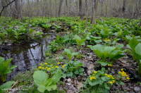 中央阿巴拉契亚基本渗流沼泽 – CEGL 008416 中央阿巴拉契亚基本渗流沼泽 – CEGL 008416