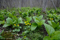 中央阿巴拉契亚基本渗流沼泽 – CEGL 008416 中央阿巴拉契亚基本渗流沼泽 – CEGL 008416