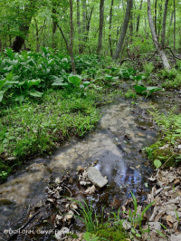 中央阿巴拉契亚基本渗流沼泽 – CEGL 008416 中央阿巴拉契亚基本渗流沼泽 – CEGL 008416