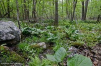 中央阿巴拉契亚基本渗流沼泽 – CEGL 008416 中央阿巴拉契亚基本渗流沼泽 – CEGL 008416