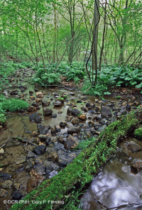中央阿巴拉契亚基本渗流沼泽 – CEGL 008416 中央阿巴拉契亚基本渗流沼泽 – CEGL 008416