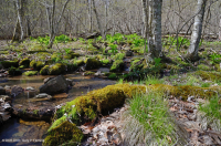 中央阿巴拉契亚基本渗流沼泽 – CEGL 008416 中央阿巴拉契亚基本渗流沼泽 – CEGL 008416