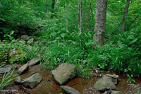 中央阿巴拉契亚基本渗流沼泽 – CEGL 008416 中央阿巴拉契亚基本渗流沼泽 – CEGL 008416