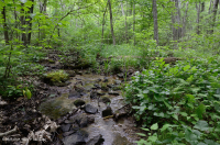 中央阿巴拉契亚基本渗流沼泽 – CEGL 008416 中央阿巴拉契亚基本渗流沼泽 – CEGL 008416