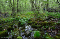 中央阿巴拉契亚基本渗流沼泽 – CEGL 008416 中央阿巴拉契亚基本渗流沼泽 – CEGL 008416