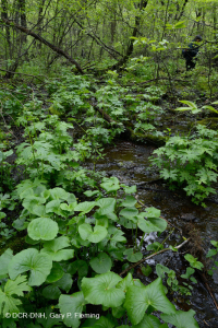 中央阿巴拉契亚基本渗流沼泽 – CEGL 008416 中央阿巴拉契亚基本渗流沼泽 – CEGL 008416