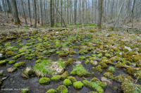 阿巴拉契亚中部低海拔酸性渗流沼泽 – CEGL 007853 阿巴拉契亚中部低海拔酸性渗流沼泽 – CEGL 007853
