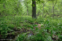 阿巴拉契亚中部低海拔酸性渗流沼泽 – CEGL 007853 阿巴拉契亚中部低海拔酸性渗流沼泽 – CEGL 007853