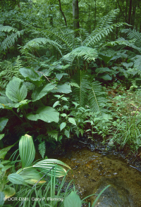 阿巴拉契亚中部低海拔酸性渗流沼泽 – CEGL 007853 阿巴拉契亚中部低海拔酸性渗流沼泽 – CEGL 007853