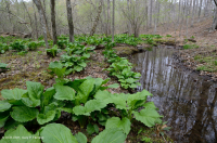 阿巴拉契亚中部低海拔酸性渗流沼泽 – CEGL 007853 阿巴拉契亚中部低海拔酸性渗流沼泽 – CEGL 007853