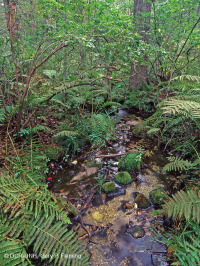 阿巴拉契亚中部低海拔酸性渗流沼泽 – CEGL 007853 阿巴拉契亚中部低海拔酸性渗流沼泽 – CEGL 007853