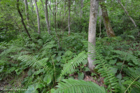 阿巴拉契亚中部低海拔酸性渗流沼泽 – CEGL 007853 阿巴拉契亚中部低海拔酸性渗流沼泽 – CEGL 007853