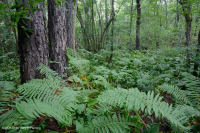 中阿巴拉契亚低海拔酸性渗流沼泽 - CEGL 007853 中阿巴拉契亚低海拔酸性渗流沼泽 - CEGL 007853