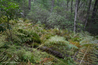 阿巴拉契亚中部低海拔酸性渗流沼泽 – CEGL 007853 阿巴拉契亚中部低海拔酸性渗流沼泽 – CEGL 007853