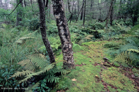 中央阿巴拉契亚高海拔渗流沼泽(铁杉 - 黄桦树类型) – CEGL 008533 中央阿巴拉契亚高海拔渗流沼泽(铁杉 - 黄桦树类型) – CEGL 008533